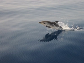 Avvistamento delfini